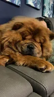 AKC Chow Chows, a  Chow Chow for sale in South Attleboro, MA – Photo 3 of 6