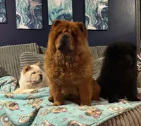 AKC Chow Chows, a  Chow Chow for sale in South Attleboro, MA – Photo 5 of 6