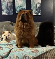 AKC Chow Chows, a  Chow Chow for sale in South Attleboro, MA – Photo 6 of 6