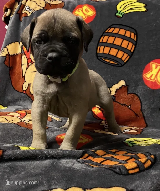 Bandit  – Bullmastiff puppy for sale in South Attleboro, MA