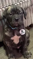 Bluey, a male Bullmastiff for sale in South Attleboro, MA – Photo 1 of 5