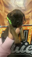 Green collar girl , a female Bullmastiff for sale in South Attleboro, MA – Photo 2 of 3