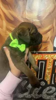 Green collar girl , a female Bullmastiff for sale in South Attleboro, MA – Photo 3 of 3