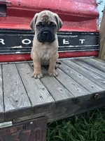 Monroe, a female Bullmastiff for sale in South Attleboro, MA – 2 of 6