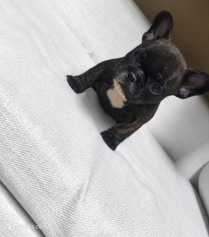 Beetle juice  – French Bulldog puppy for sale in South Attleboro, MA