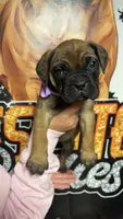 Purple collar girl , a female Bullmastiff for sale in South Attleboro, MA – Photo 2 of 3
