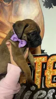 Purple collar girl , a female Bullmastiff for sale in South Attleboro, MA – Photo 3 of 3