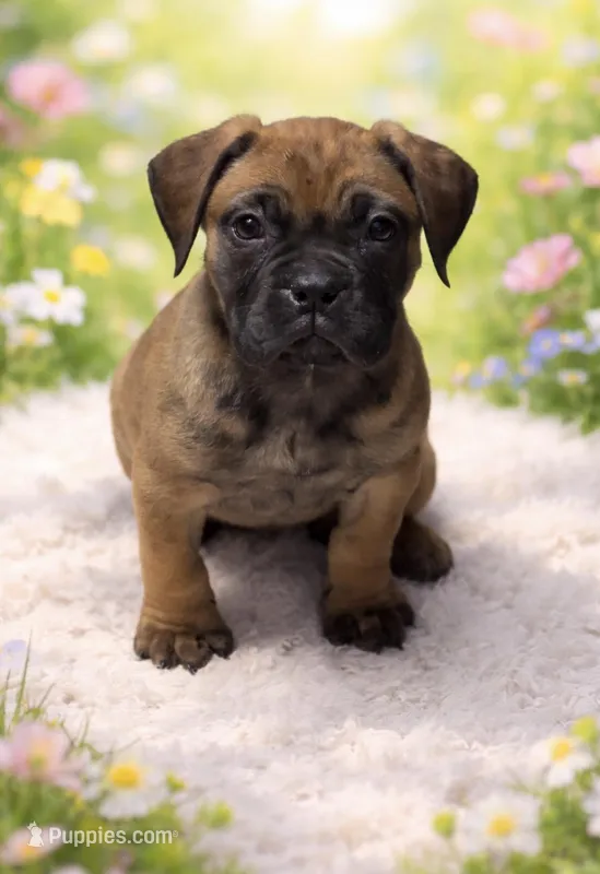 Purple collar girl  – Bullmastiff puppy for sale in South Attleboro, MA