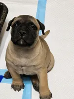 Tank, a male Bullmastiff for sale in South Attleboro, MA – 2 of 3
