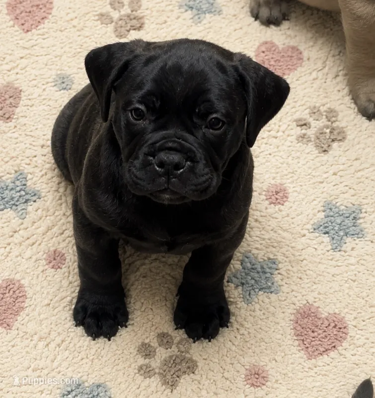 Becky – Bullmastiff puppy for sale in South Attleboro, MA