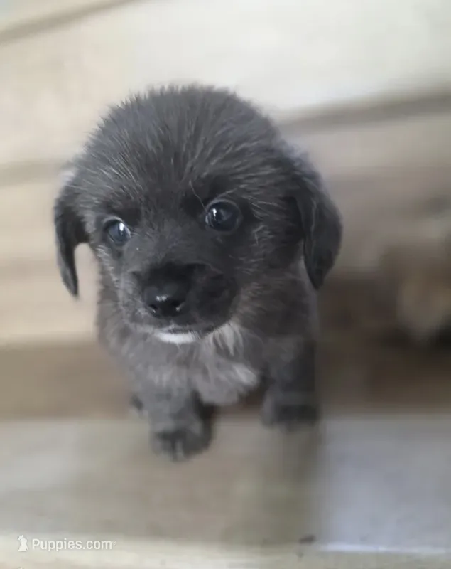 YT – Pomeranian, Miniature Dachshund puppy for sale in Los Angeles, CA