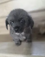 YT, a male Pomeranian and Miniature Dachshund for sale in Los Angeles, CA – 1 of 3
