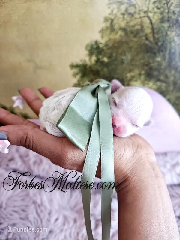 Boy 1 – Maltese puppy for sale in Ocala, FL