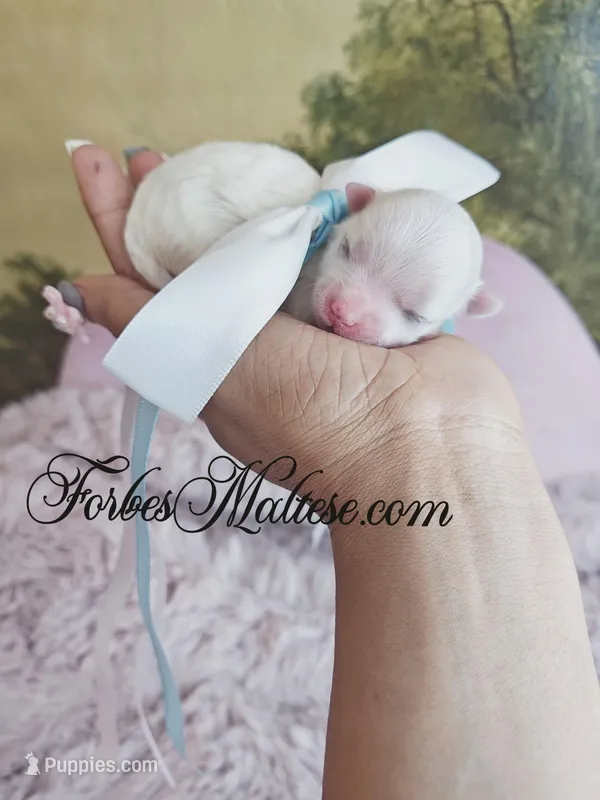 Boy 2, a male Maltese for sale in Ocala, FL – Photo 1 of 1