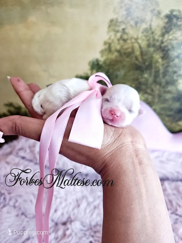 Girl  – Maltese puppy for sale in Ocala, FL