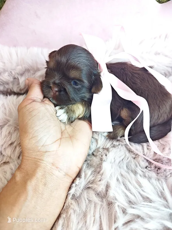 Girl 2 – Shih Tzu puppy for sale in Ocala, FL