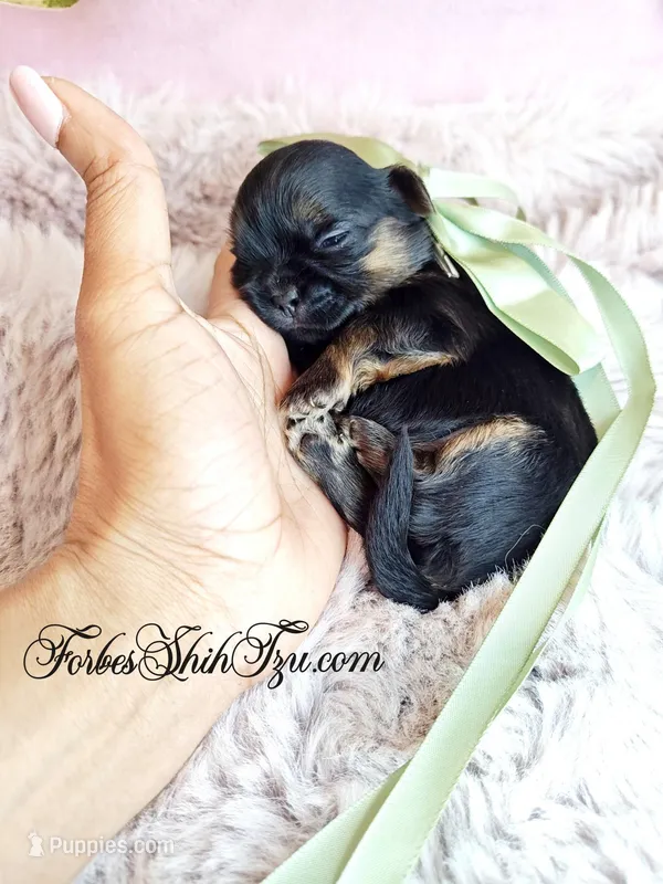 Girl 3 – Shih Tzu puppy for sale in Ocala, FL