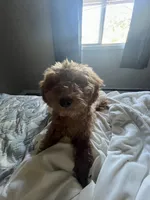 Cookie, a female Miniature Goldendoodle for sale in Neenah, WI – 4 of 9