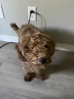 Cookie, a female Miniature Goldendoodle for sale in Neenah, WI – 2 of 9