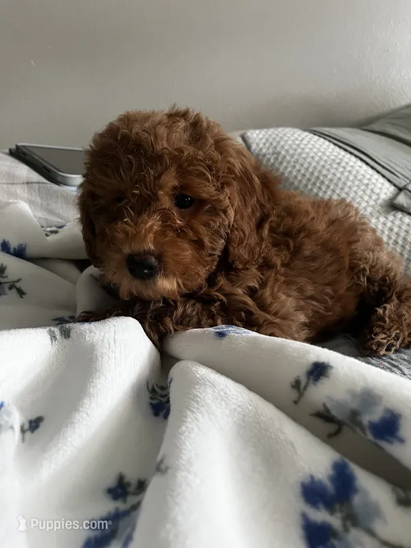Cookie – Miniature Goldendoodle puppy for sale in Neenah, WI
