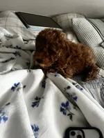 Cookie, a female Miniature Goldendoodle for sale in Neenah, WI – 8 of 9