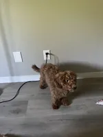 Cookie, a female Miniature Goldendoodle for sale in Neenah, WI – 9 of 9