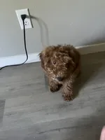 Cookie, a female Miniature Goldendoodle for sale in Neenah, WI – 3 of 9