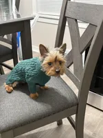 Benji, a male Yorkshire Terrier for sale in Aurora, IL – Photo 4 of 4