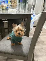 Benji, a male Yorkshire Terrier for sale in Aurora, IL – Photo 3 of 4