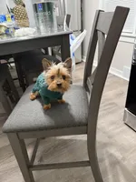 Benji, a male Yorkshire Terrier for sale in Aurora, IL – Photo 2 of 4