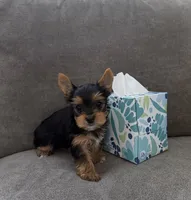 Boy  (AkC), a male Yorkshire Terrier for sale in Sacramento, CA – 1 of 1