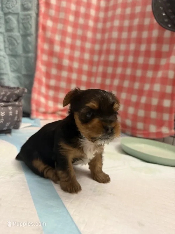 Rocky  – Yorkshire Terrier puppy for sale in Sacramento, CA