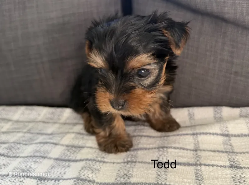Tedd – Yorkshire Terrier puppy for sale in Sacramento, CA