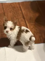 Missy (AKC)mini , a female Yorkshire Terrier for sale in Roseville, CA – Photo 3 of 3