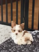 Missy (AKC)mini , a female Yorkshire Terrier for sale in Roseville, CA – Photo 2 of 3