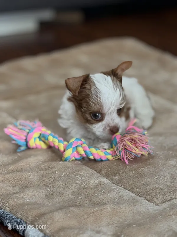 Missy (AKC) – Yorkshire Terrier puppy for sale in Roseville, CA