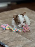 Missy (AKC), a female Yorkshire Terrier for sale in Roseville, CA – Photo 1 of 2