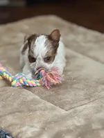 Missy (AKC), a female Yorkshire Terrier for sale in Roseville, CA – Photo 2 of 2