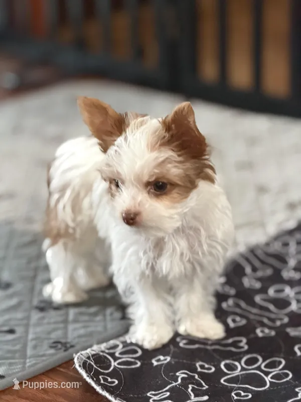 Missy (AKC)mini  – Yorkshire Terrier puppy for sale in Roseville, CA