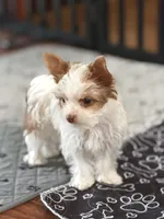 Missy (AKC)mini , a female Yorkshire Terrier for sale in Roseville, CA – Photo 1 of 3