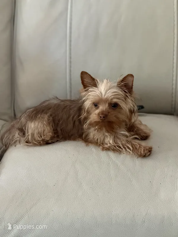Charlie T-cup – Yorkshire Terrier puppy for sale in Sacramento, CA