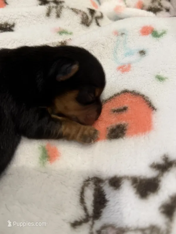 Charlie  – Yorkshire Terrier puppy for sale in Sacramento, CA