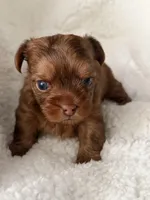 Charlie (AkC), a male Yorkshire Terrier for sale in Antelope, CA – Photo 2 of 2