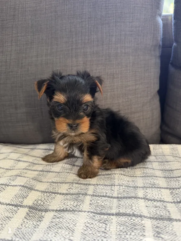 Rocky  – Yorkshire Terrier puppy for sale in Sacramento, CA