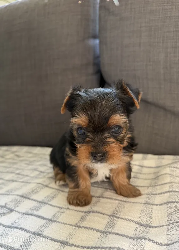 Boy  – Yorkshire Terrier puppy for sale in Sacramento, CA