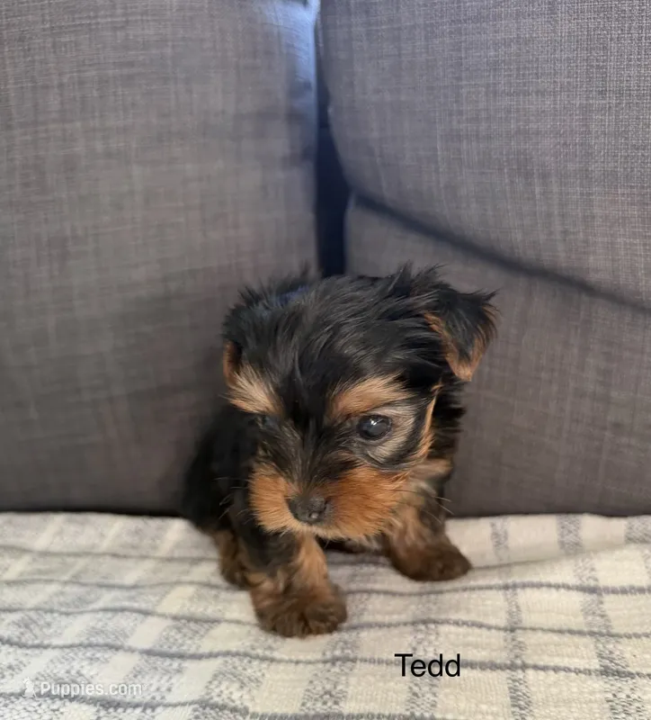 Tedd – Yorkshire Terrier puppy for sale in Sacramento, CA