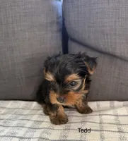 Tedd, a male Yorkshire Terrier for sale in Sacramento, CA – 1 of 1