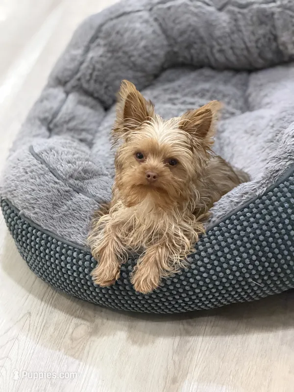 Charlie T-cup – Yorkshire Terrier puppy for sale in Sacramento, CA