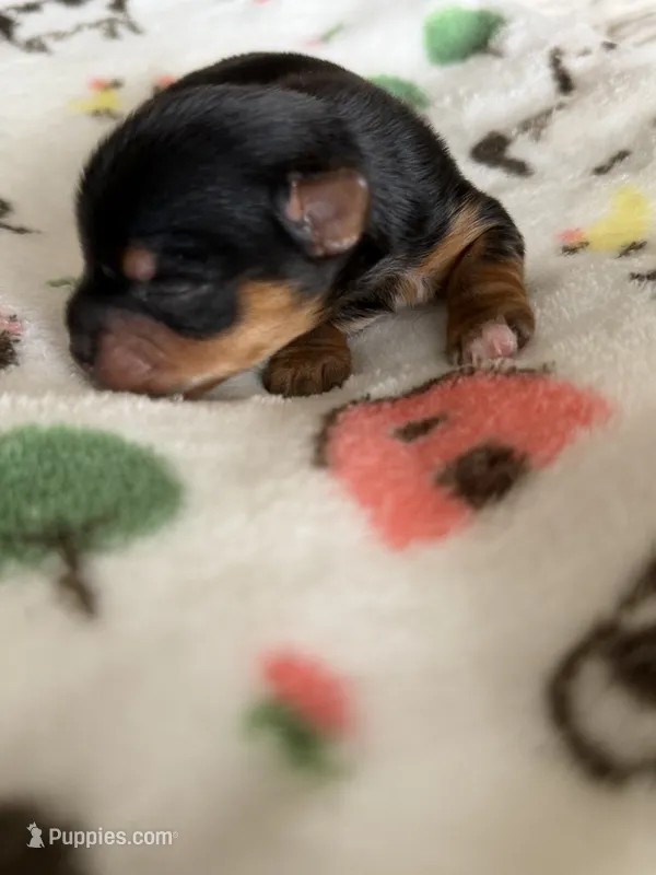 Boy  – Yorkshire Terrier puppy for sale in Sacramento, CA