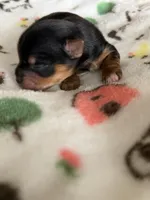 Boy , a male Yorkshire Terrier for sale in Sacramento, CA – 1 of 1